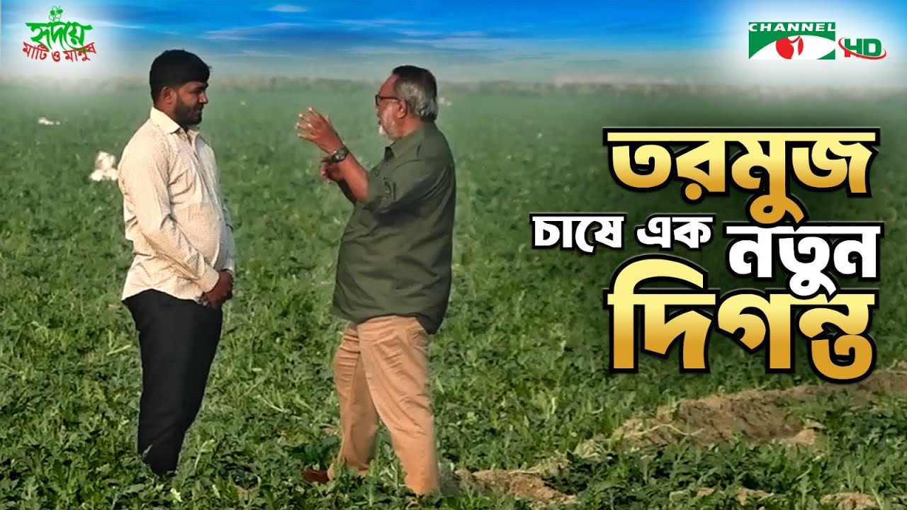 পটুয়াখালীর দুমকি উপজেলার চর আলগীতে তরমুজের বিশাল চাষ | Shykh Seraj | Channel i |