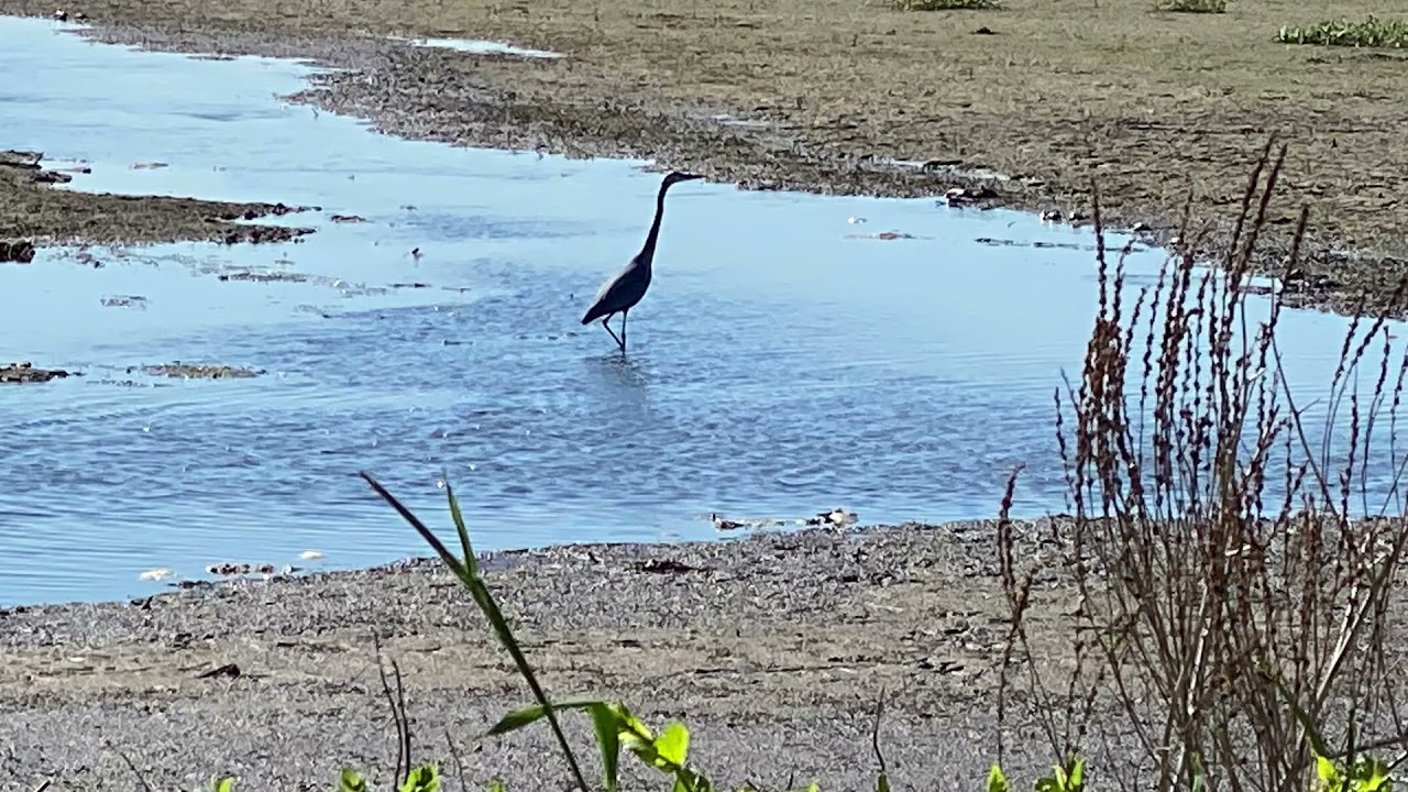 Montezuma Wildlife Refuge 5/27/21