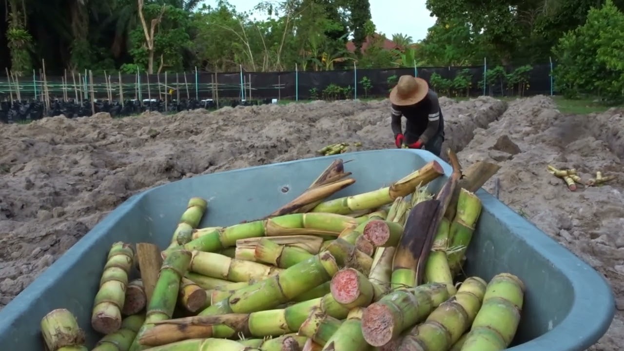 PLANTING SUGARCANE PROCESS UNTIL GROW | ep120 | PROSES TANAM TEBU SEHINGGA TUMBUH