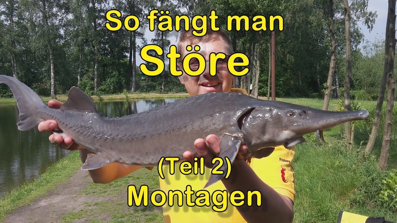 Störangeln Teil 2 - Montage