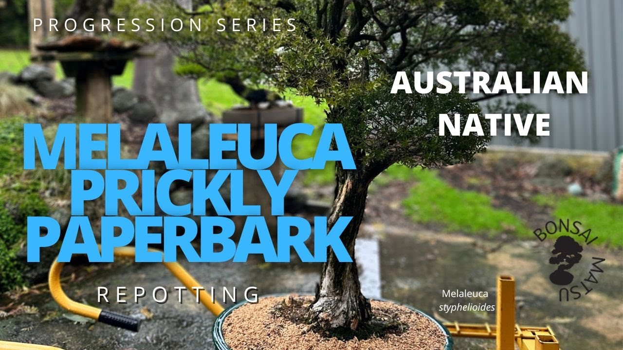 Bonsai Progression Series - Melaleuca Prickly Paperbark Repotting