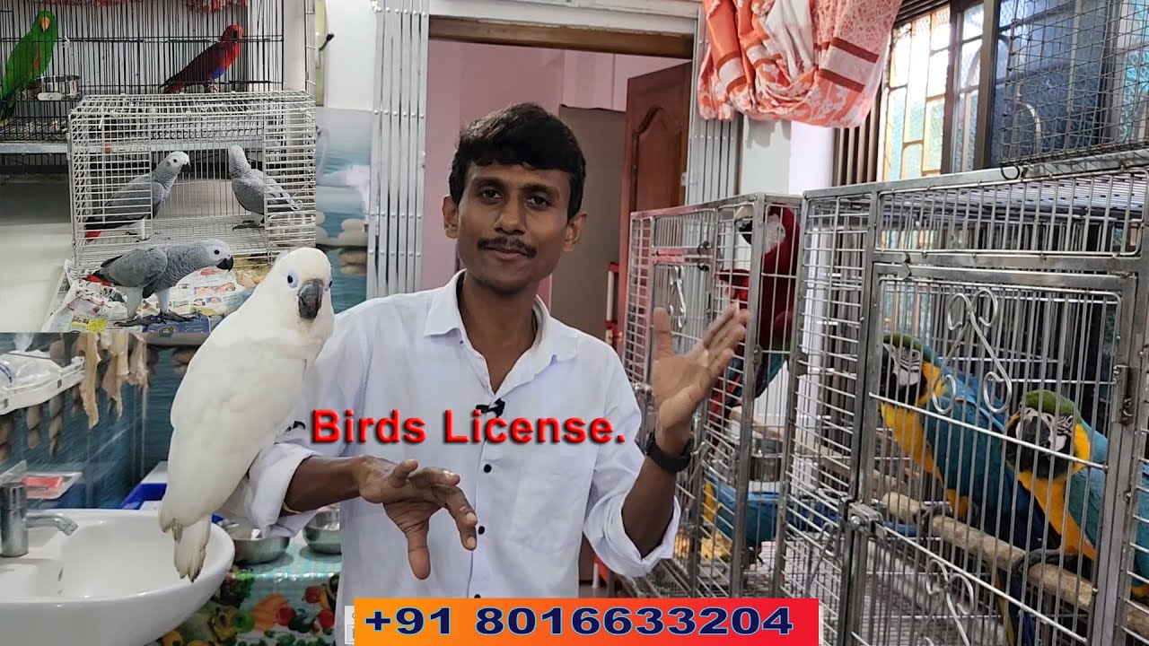 License For Exotic Birds Parrot Species / Can We Keep Exotic Caged Bird At Home Or Not.