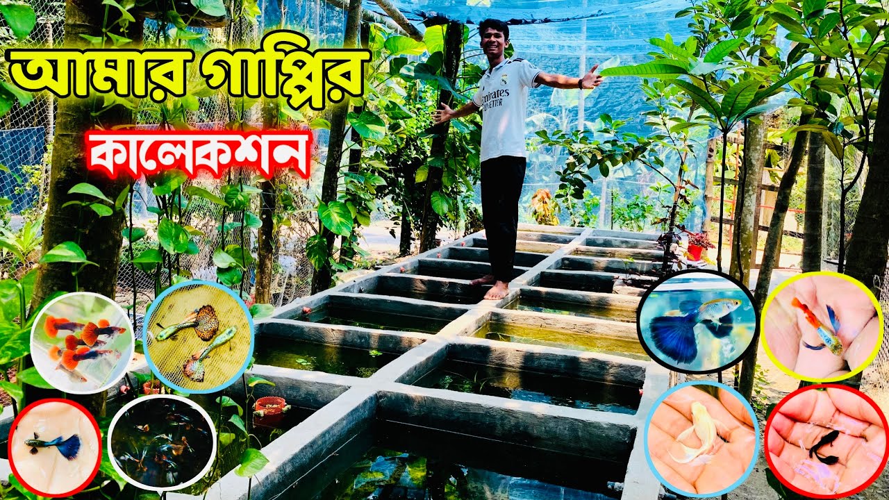 আমার সব মাছের কালেকশন|| 🐠🐠 #গাপ্পি #gappy