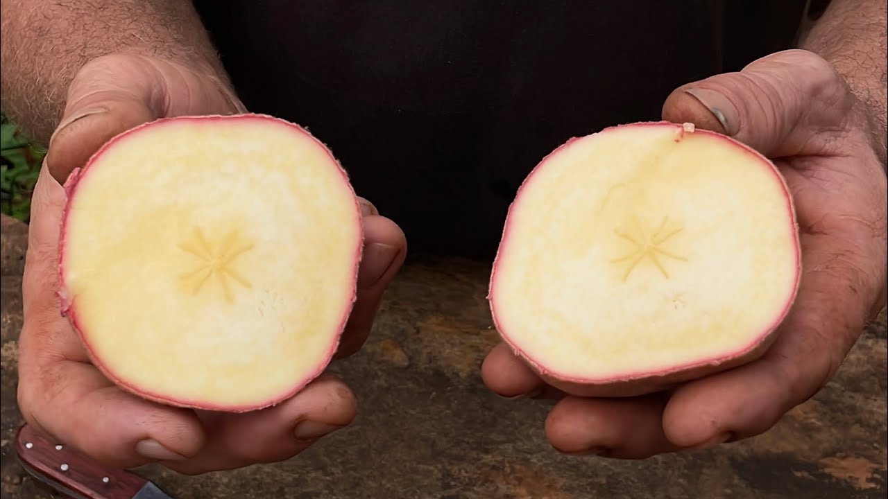 Conheça o Mabolo sem semente, frutas à venda!