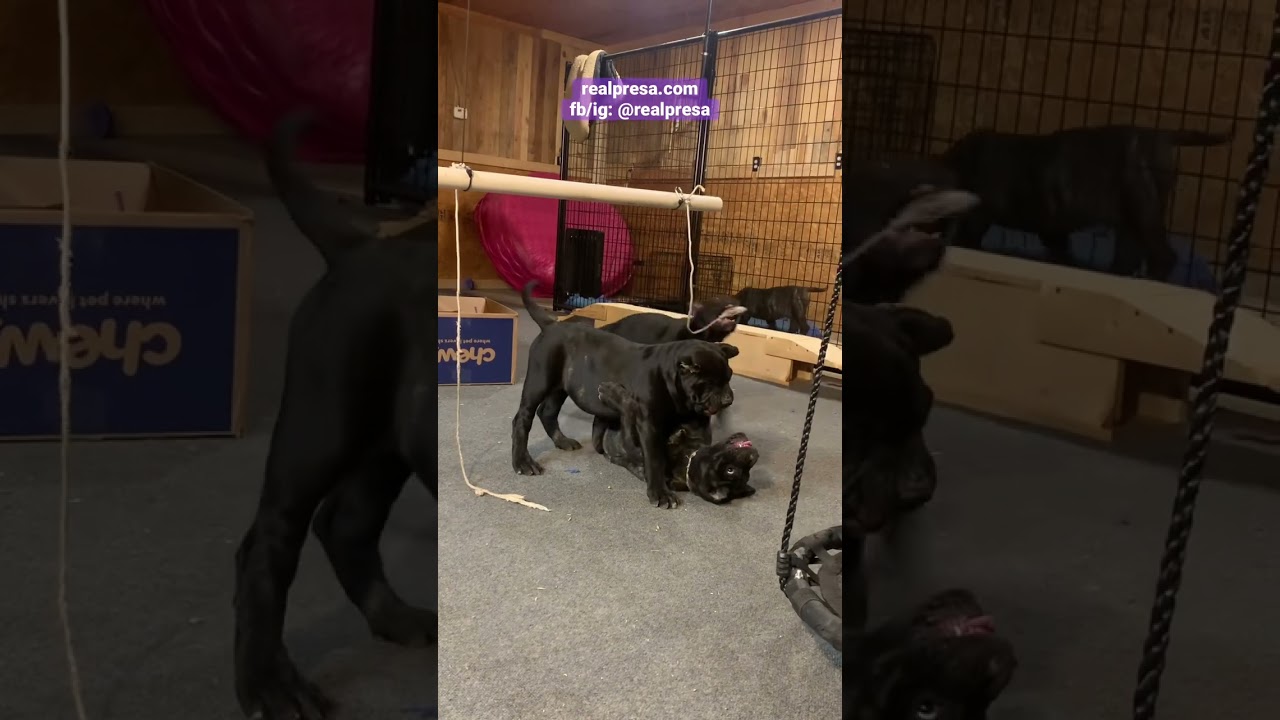 Presa Puppy Wrestling Match 