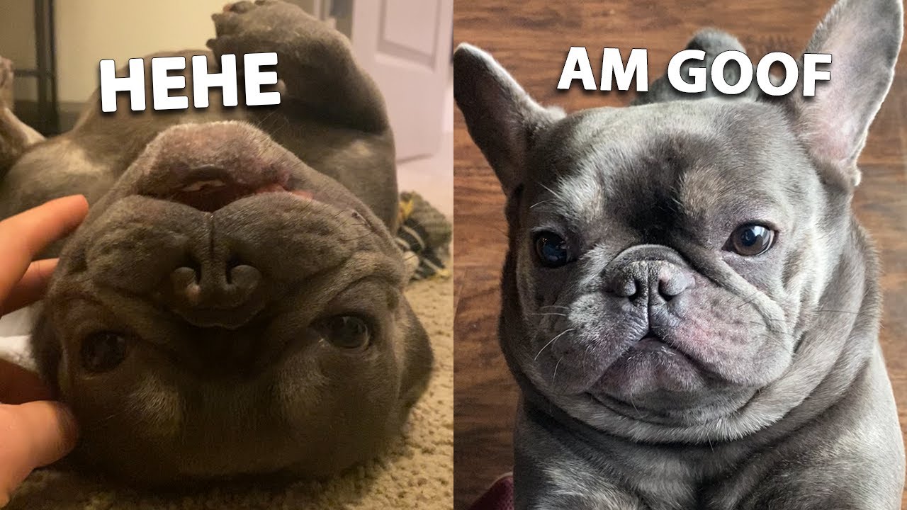 MY DOG IS A GOOF