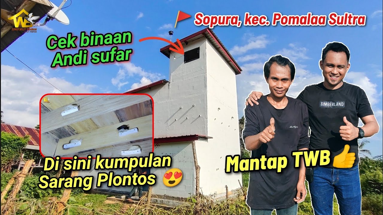 Wow.... Di Sini Kumpulan Sarang Plontos 😍 - Cek Binaan Andi sufar di Sopura, Kolaka Sultra