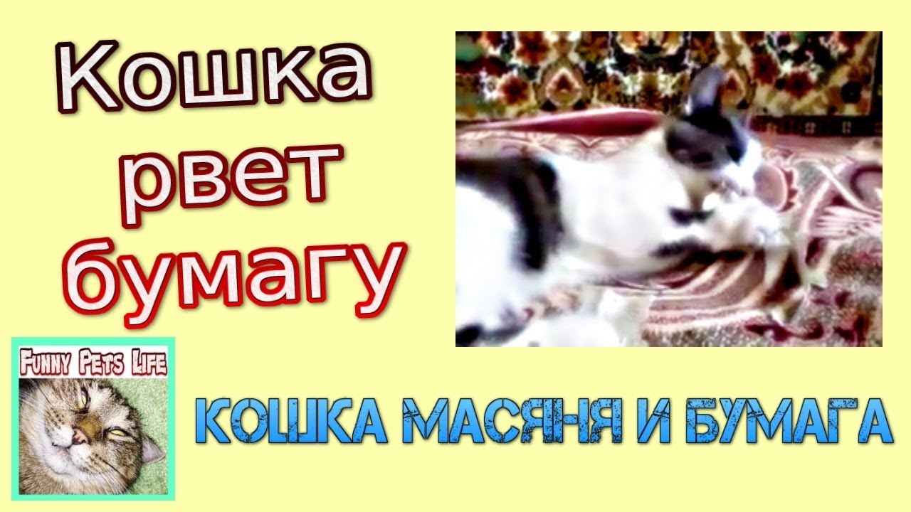 Приколы с котами. Кошка рвет бумагу. Кошка Масяня грызет бумагу.