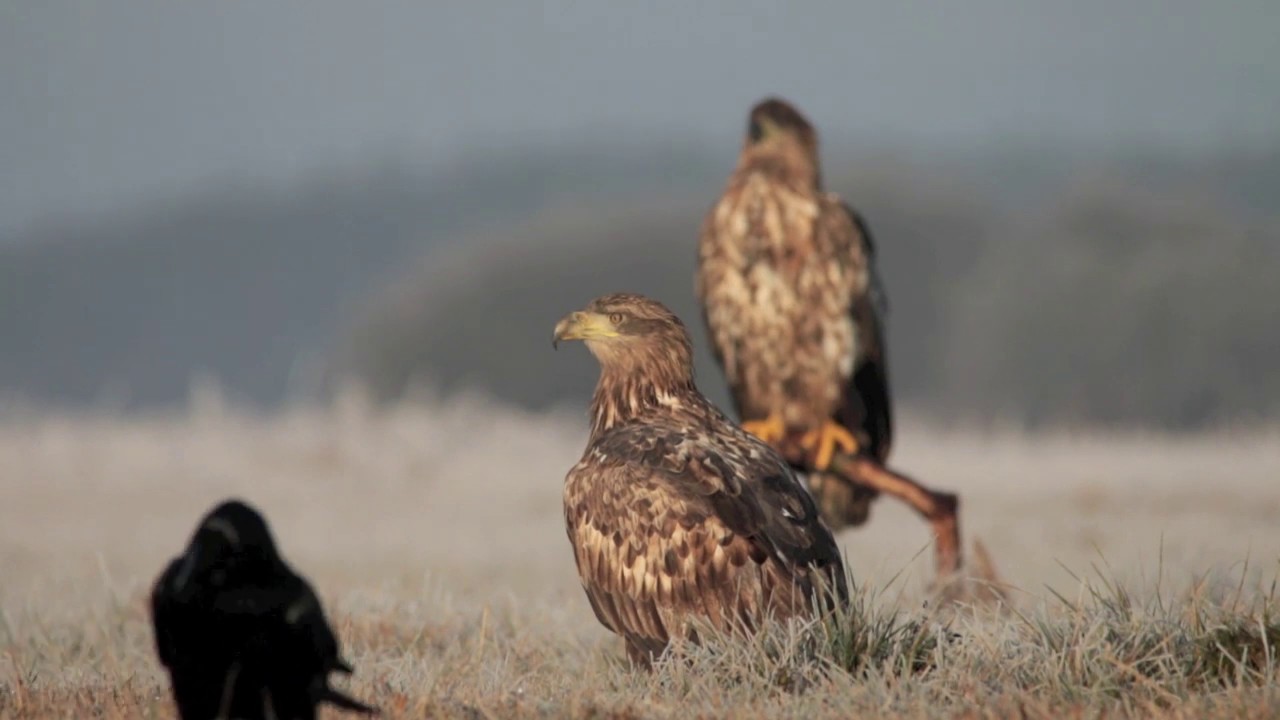White-tailed Eagle (www.eaglehide.com)