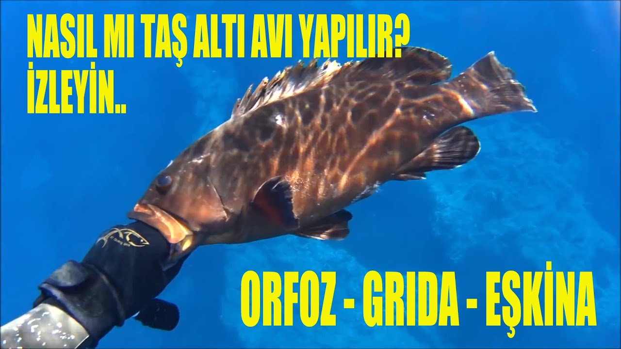 ZIPKINLA TAŞ ALTI YUVA OYUK AVLARI KIBRIS ORFOZ GRIDA