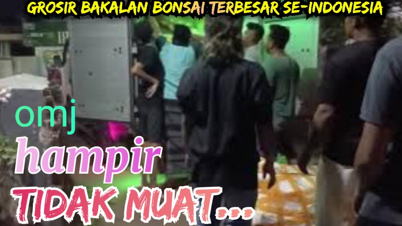 Hampir nggak muat,,,, !! pengiriman terlalu banyak grosir bakalan bonsai terbesar 