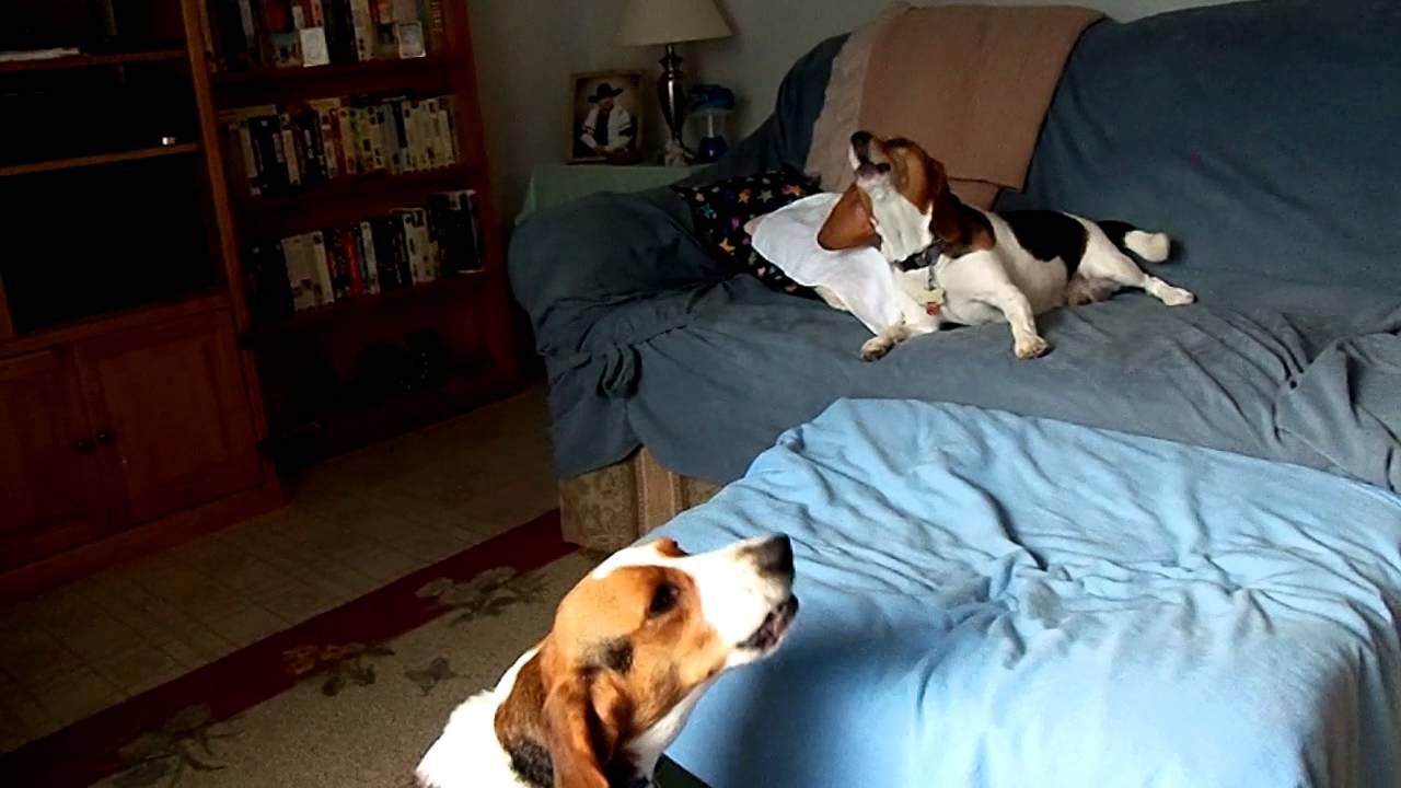 Beagles howling!