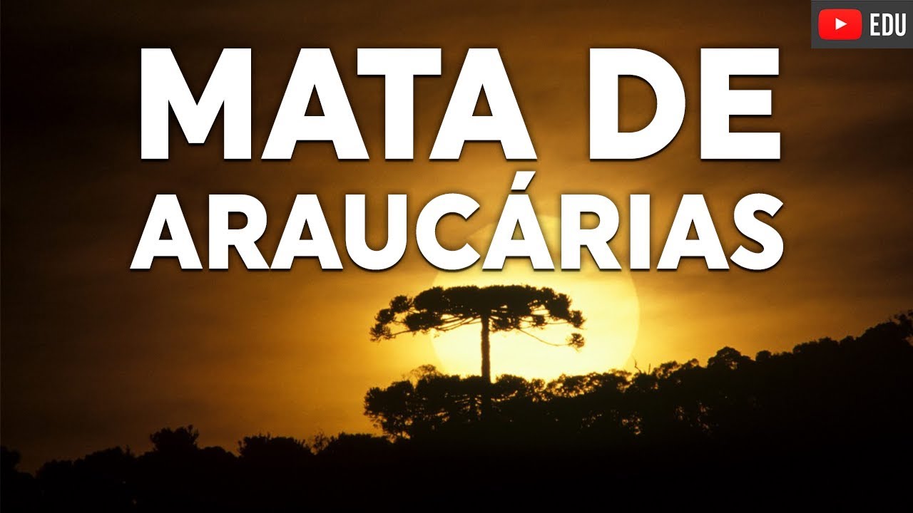 Araucárias ou Mata Atlântica? Floresta ombrófila mista...