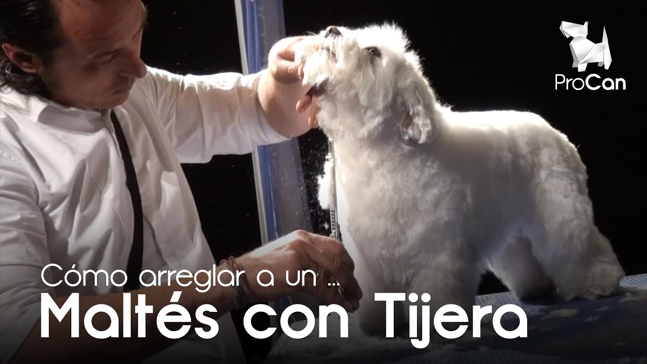 Maltés a Tijera | Peluquería Canina | Escuela ProCan