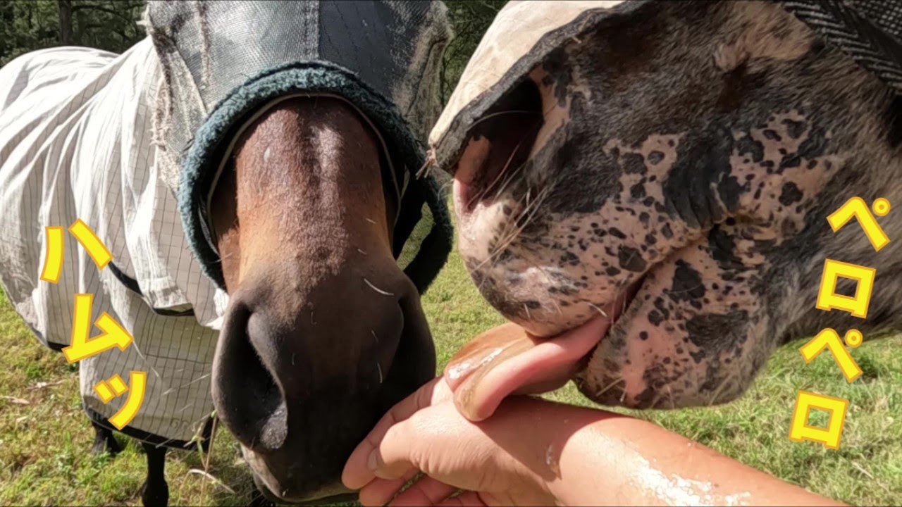 ハムハムする馬と、ペロペロする馬　人の手=食べ物と思ってる馬たち【ペット】
