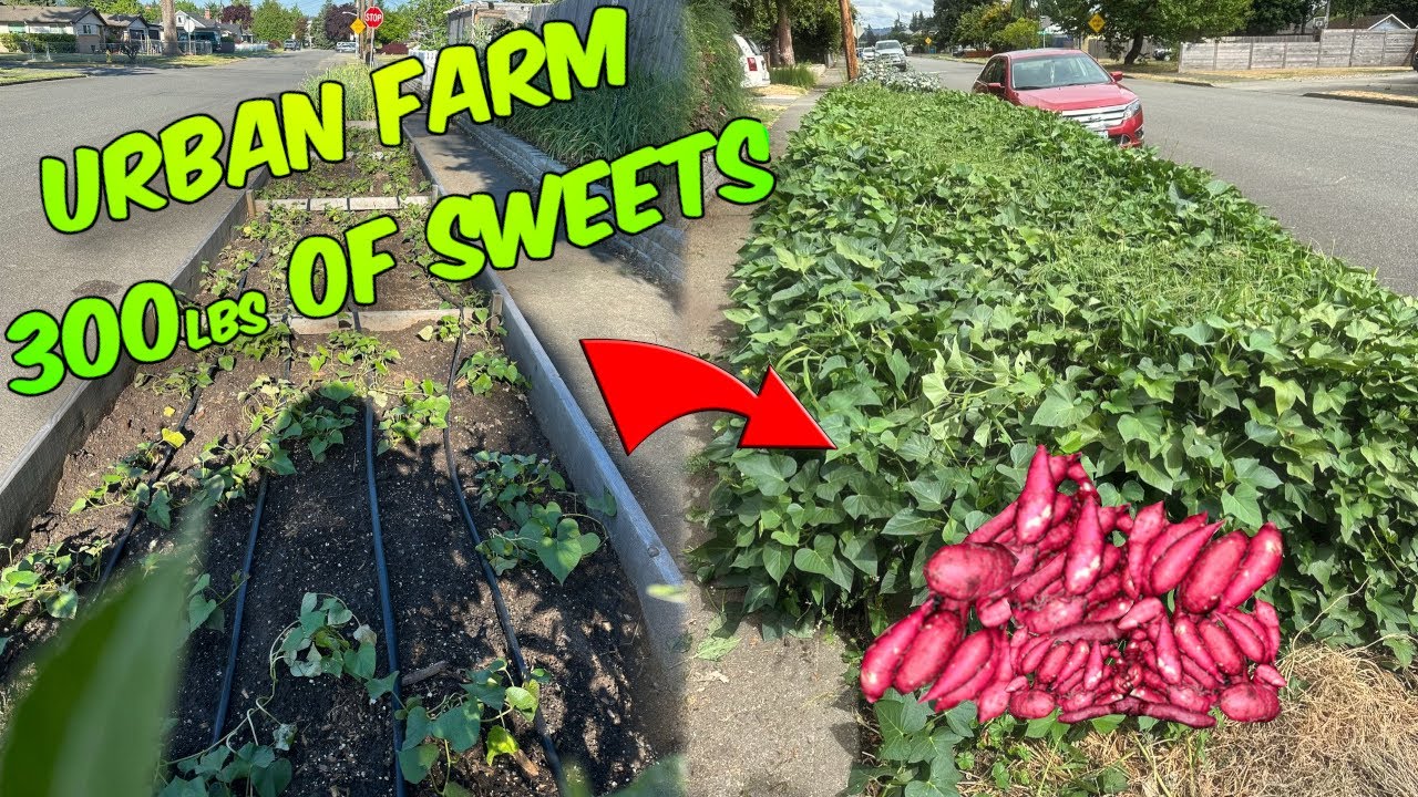 Urban Farm Sweet Potato Harvest, 300 pounds grown in the parking strip Western Washington!