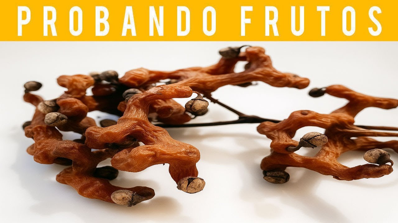 ⚪PROBANDO HOVENIA DULCIS 🍇 ÁRBOL de las PASAS, UVA JAPONESA o PALO DULCE (TASTING RAISIN TREE FRUIT)