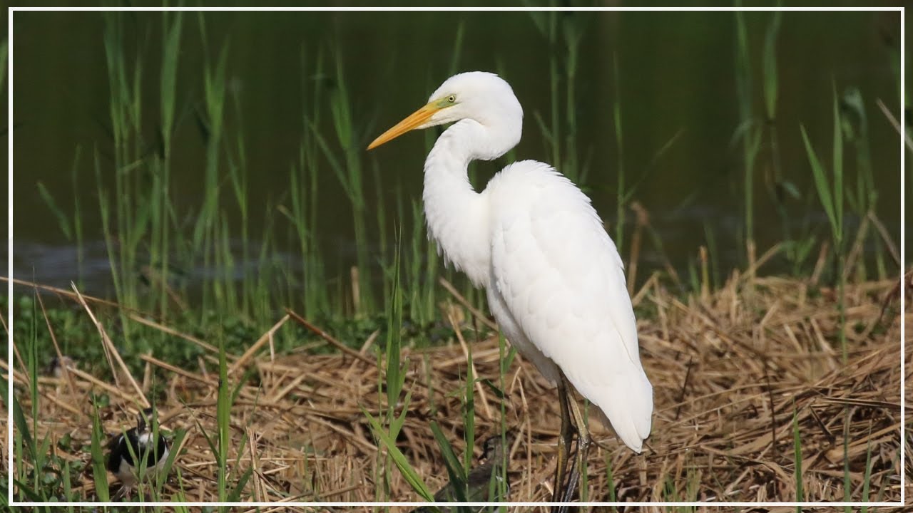 Have you seen Great Egret do this before? | Ardea alba