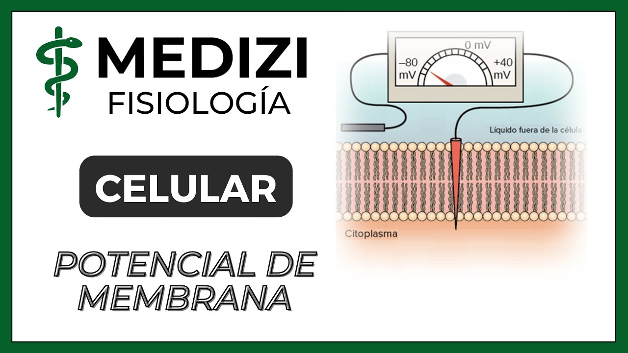 Clase 4 Fisiolog&iacute;a - Potencial de membrana,equilibrio electroquimico de la c&eacute;lula (IG:@doctor.paiva)