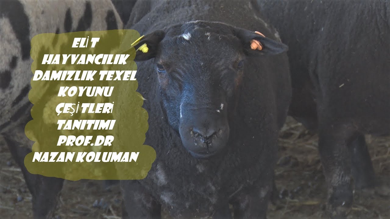 DAMIZLIK TEXEL KOYUN ÇEŞİTLERİ