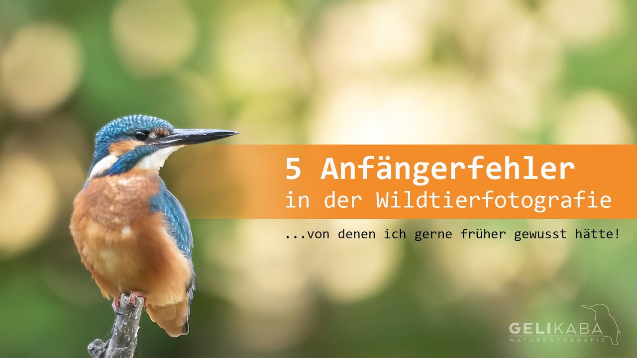 5 Anfängerfehler in der Wildtierfotografie... von denen ich gerne früher gewusst hätte