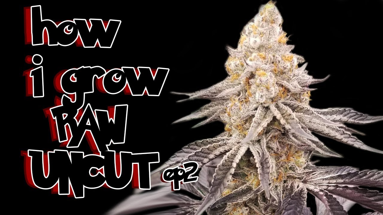 They don't SHOW this part of GROWING WEED RAW UNCUT EP2 | Seed to Harvest w/ 2025&rsquo;s Hype Genetics