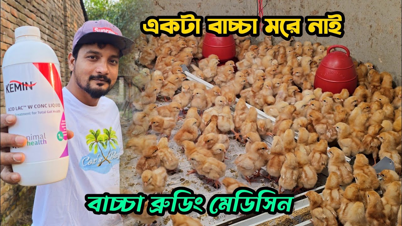 বয়স-২ পর্ব-২ ব্রুডিং এ একটা মুরগির বাচ্চা মরবো না যদি এই নিয়মে ব্রুডিং করতে পারেন