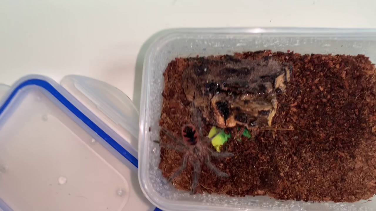 Portsmouth Tarantulas £50 MYSTERY BOX 👀👀👀
