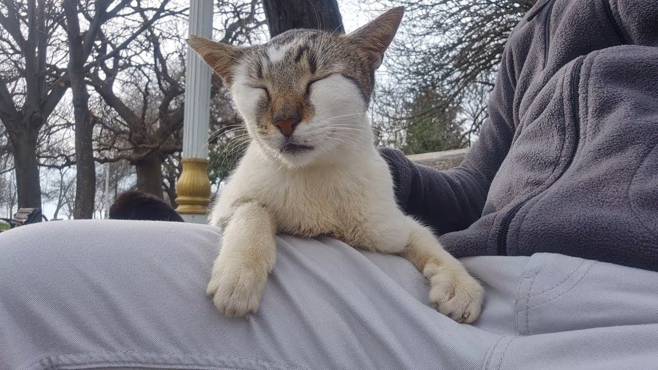 The Street Cat hugs me and asks me to be her Friend.
