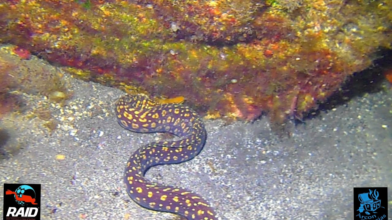 Nocturna Radazul Tenerife AGO21