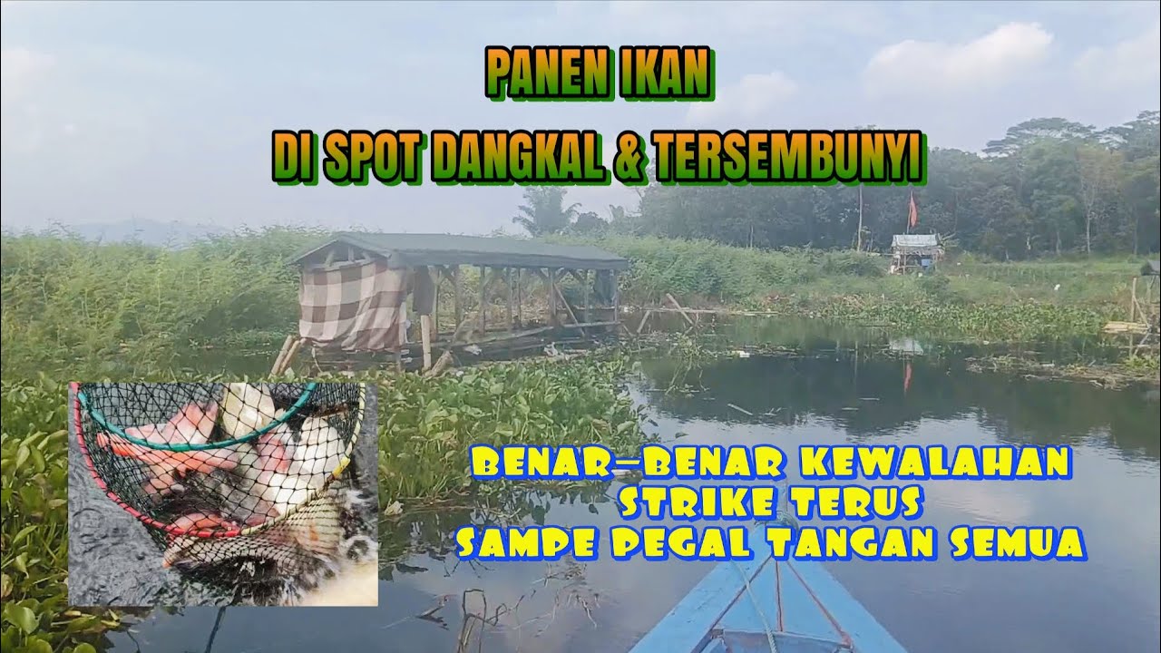 KEDALAM  AIR HANYA 80 CM TAPI IKAN BANYAK MELIMPAH SEPERTI TAMAN IKAN MANCING CIRATA TERBARU 2025