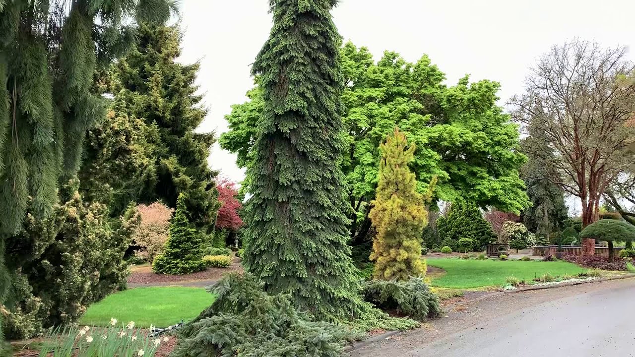 Picea glauca 'Pendula' Weeping White Spruce#conifers #japanesegardens #plants #frontyardgarden#tree