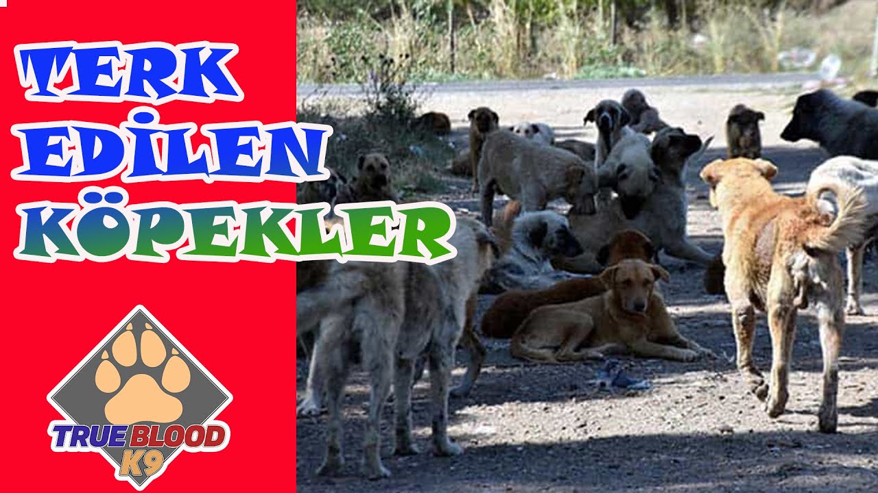 SOKAĞA KÖPEK BIRAKMAK - TERK EDİLMİŞ KÖPEKLER