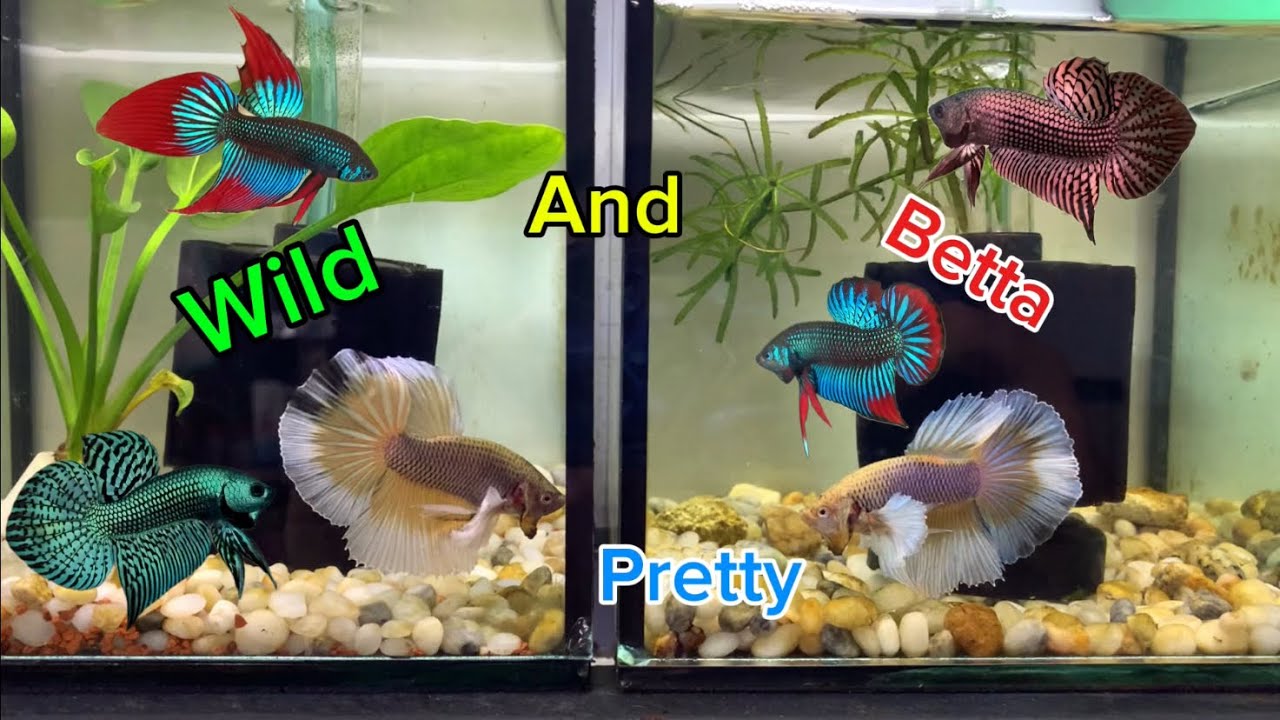 Collection of the most beautiful wild betta fish videos of all time Part 7 | Nguyen Tuan Betta