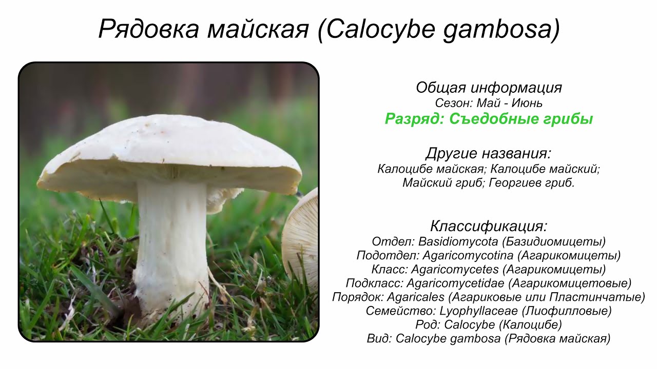 Рядовка майская (Calocybe gambosa)