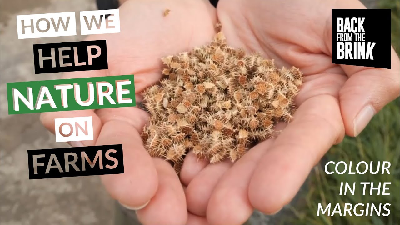 How to save nature on farms - Colour in the Margins