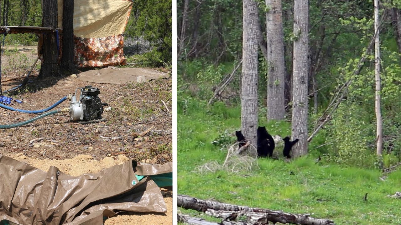 Bears Closing in on Camp, DIY Gasoline Powered Shower, AMAZING WILDLIFE DAY CAMPING!