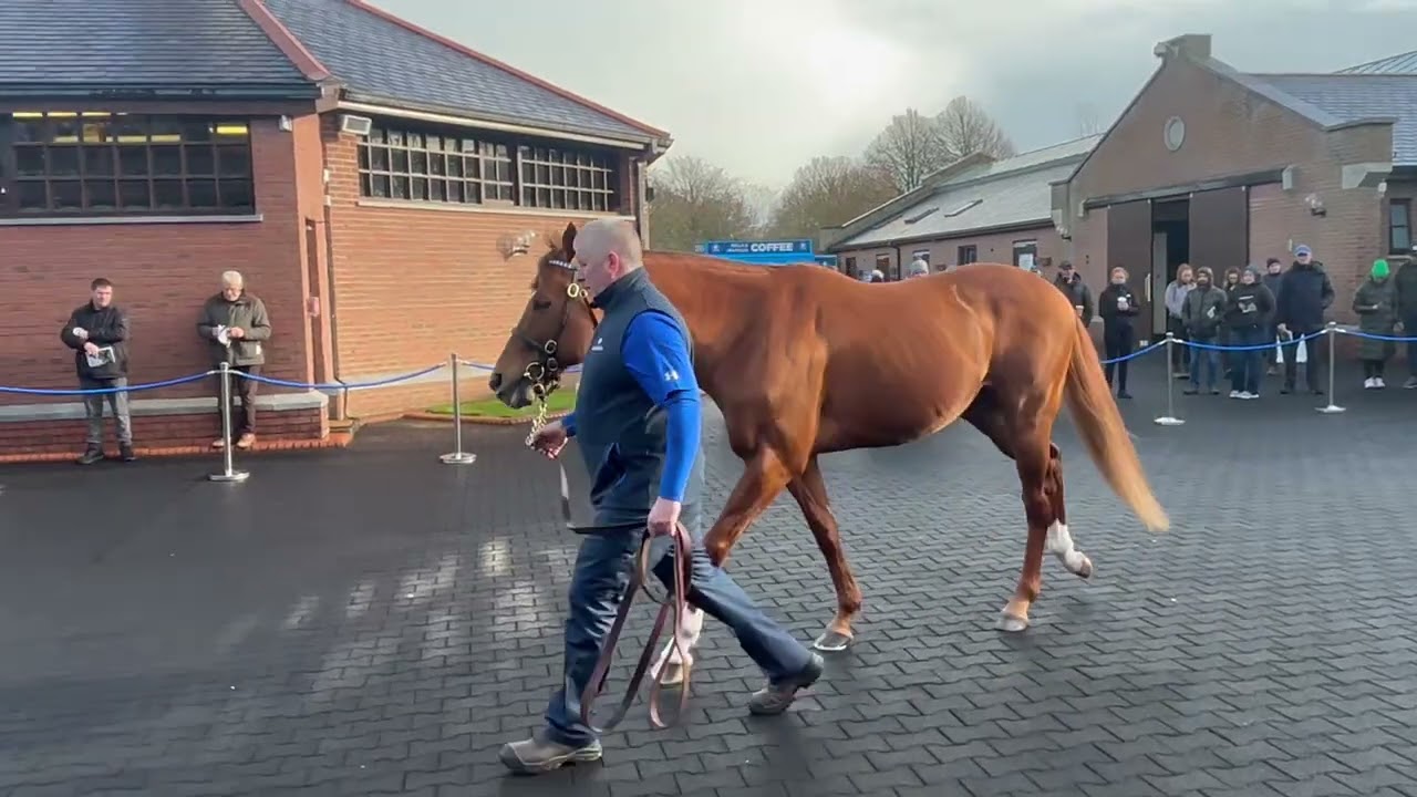 Irish Stallion Trail 2. rész