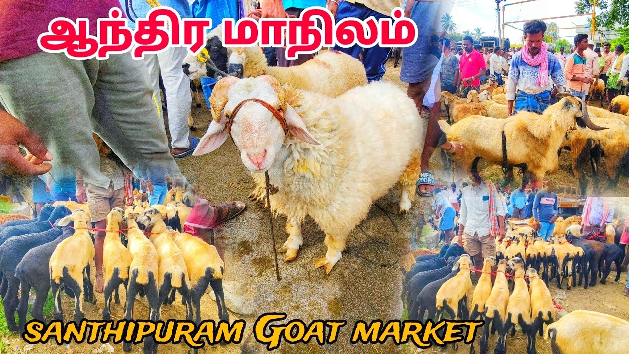 santhipuram Weekly sunday sheep Goat market in Andhra Pradesh  Biggest cow market in price details