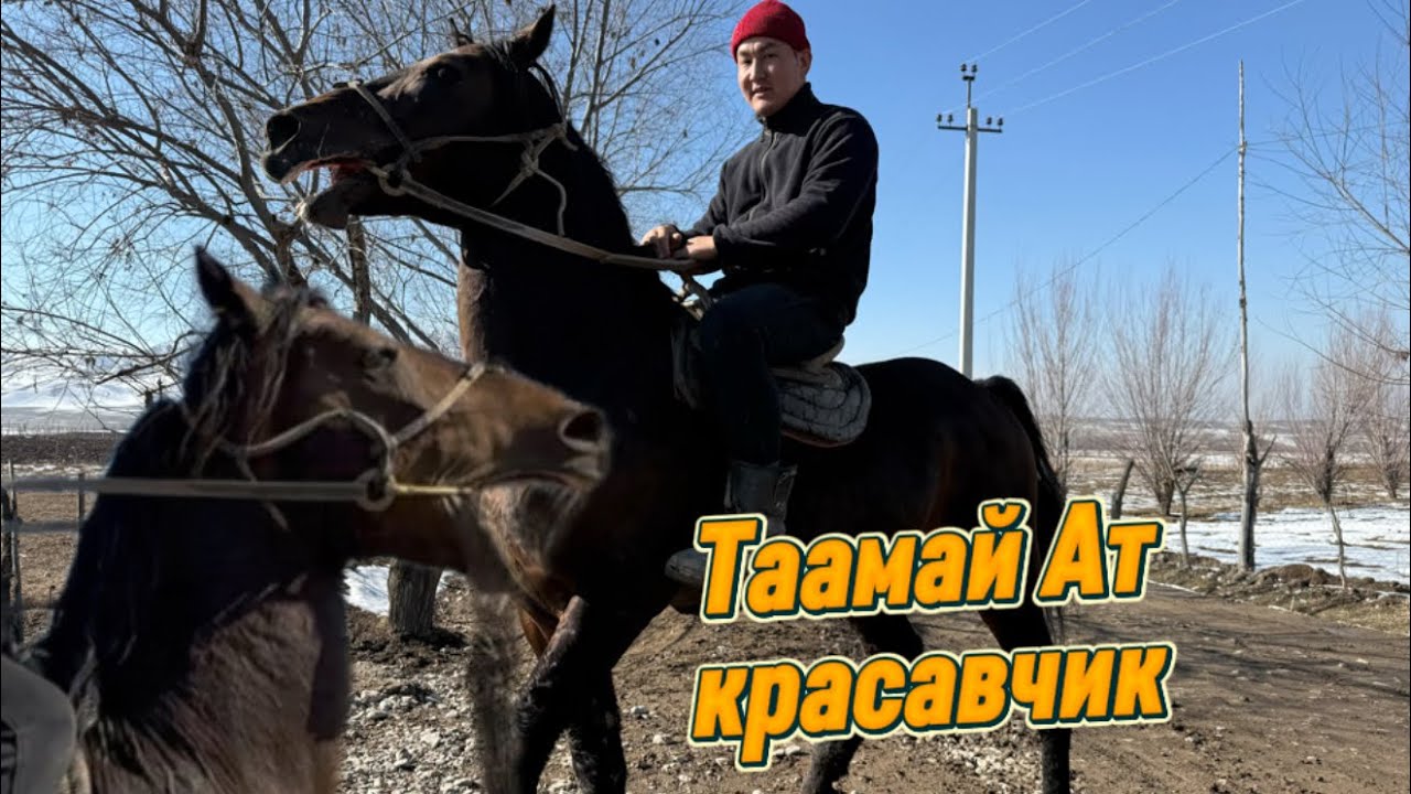 Бекболот балбандын красавчиги сатууга чыкты улагын чаап коруп алсын дейт тел: +996 (706) 432-626