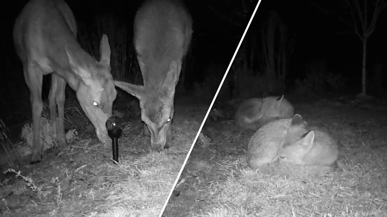 Rókák pihennek, szarvasok legelnek - 2026.01.23