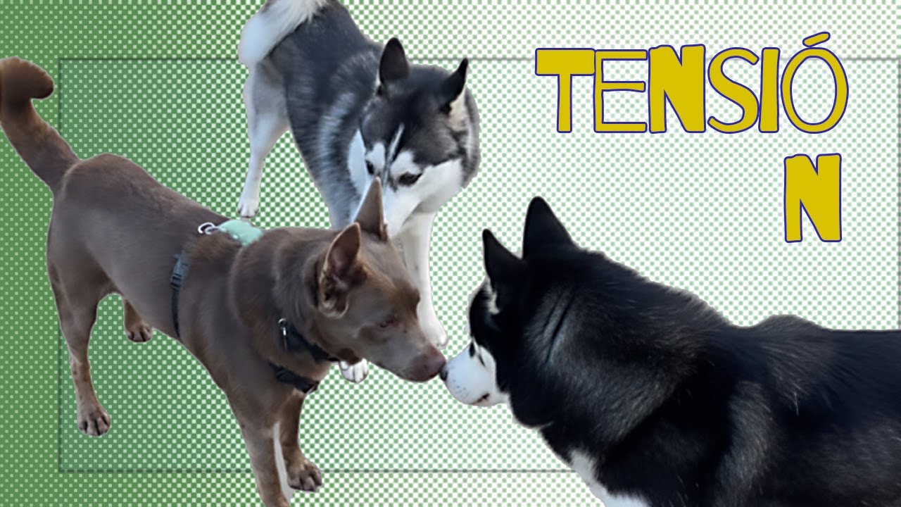 Tensión en la comunicación canina - Análisis de la interacción entre varios perros- Etología canina