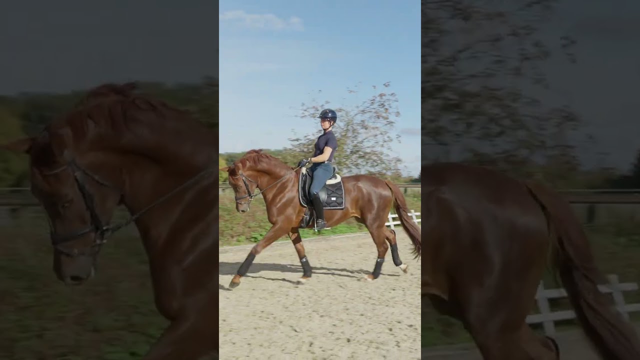 Как: ЛЕТАЮЩАЯ ПЕРЕМЕНА 🐎 #выездка #конныймастер #верховаяезда #лошадь #дрессировкалошадей