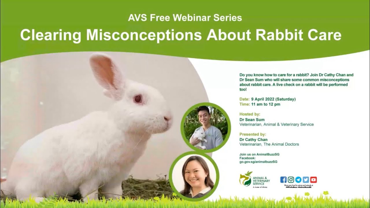 AVS Free Webinar Series | Clearing Misconceptions About Rabbit Care
