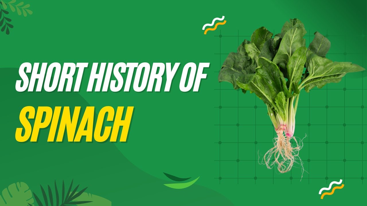Short history of Spinach