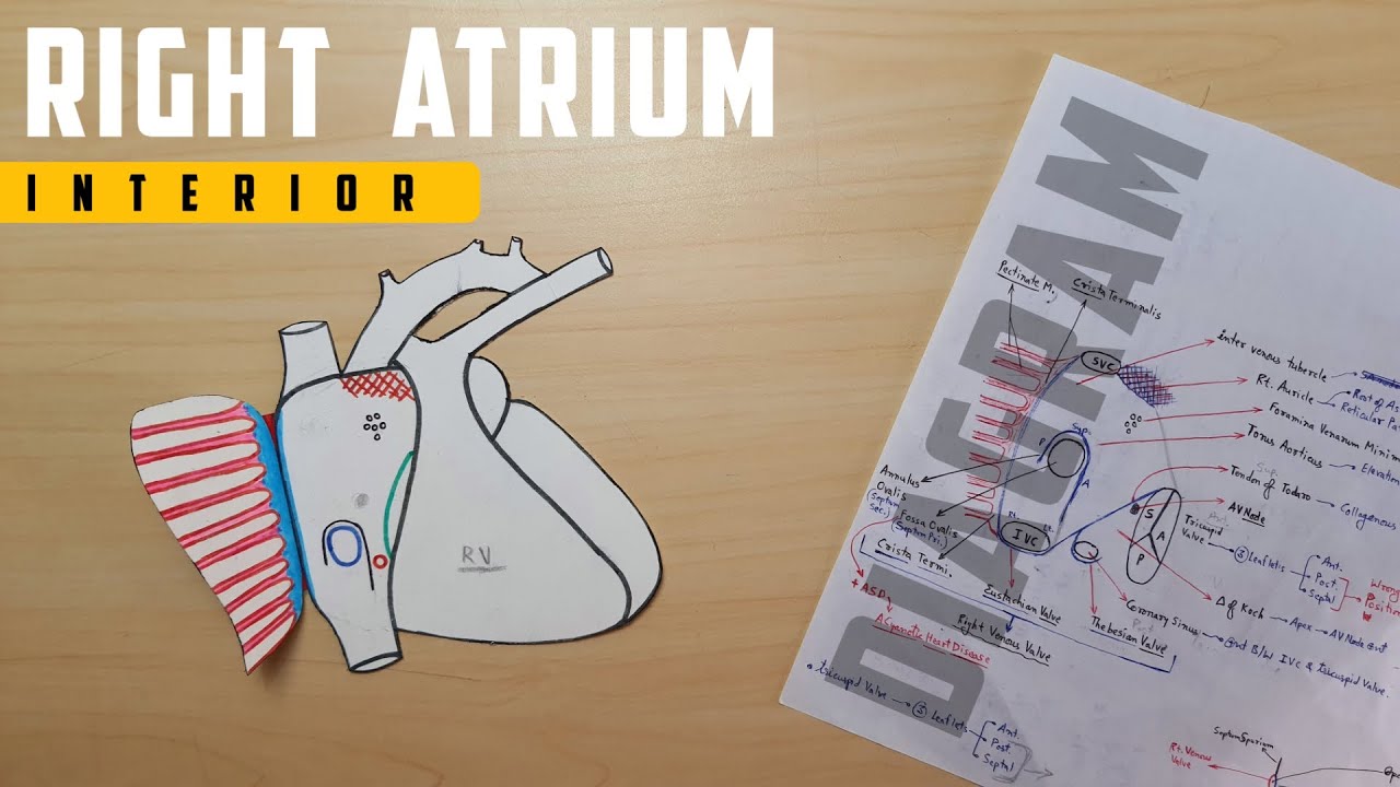 Right Atrium Anatomy (Interior) | Part 3 | Diagram Chart | TCML