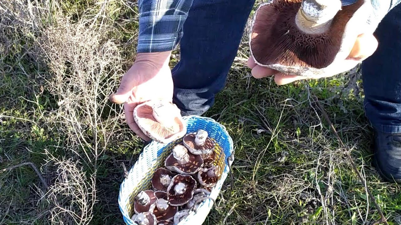 YAZ GÖBƏLƏYİ / ŞİRİN QUM GÖBƏLƏYİ