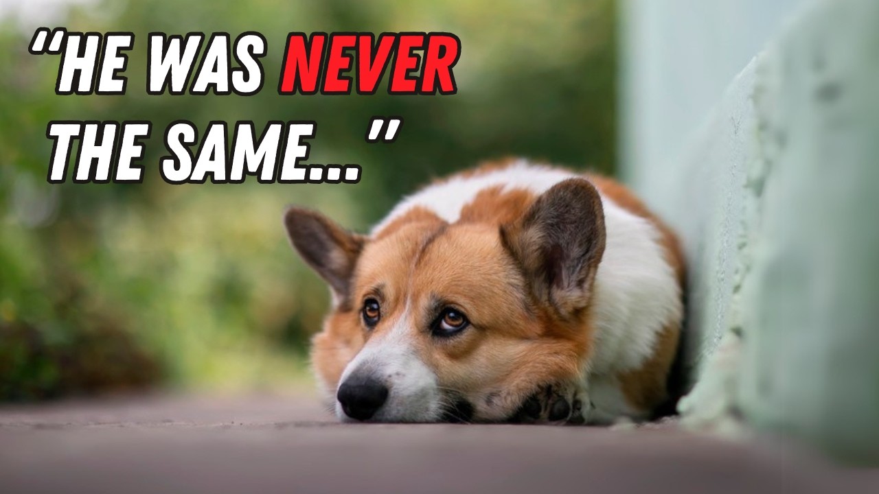 9 Surprising Ways You Hurt Your Corgi (Without Realizing)
