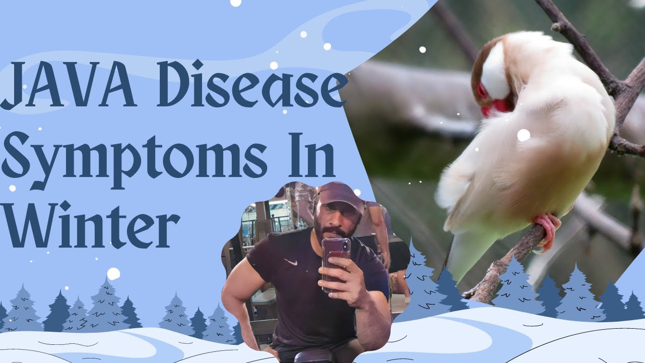 Java Disease Symptoms #javasparrow #fawnjava #whitejava #javabreeding