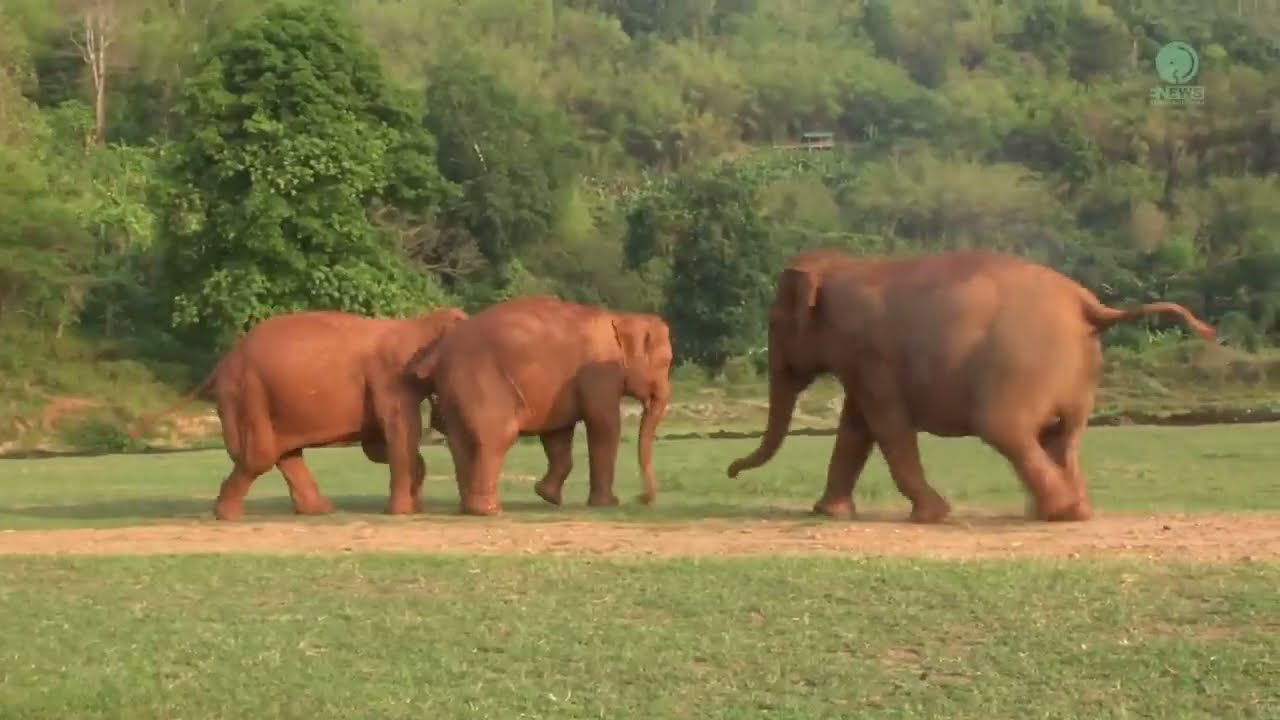 The reaction when elephant call her friend.
